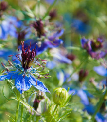 Černucha damašská modrá - Nigella damascena - semena černuchy - 200 ks