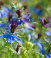 Černucha damašská modrá - Nigella damascena - semena černuchy - 200 ks