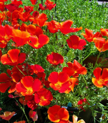 Sluncovka kalifornská červená - Eschscholzia californica - semena sluncovky - 450 ks