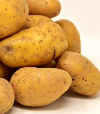 Sadbové brambory Sunshine C2 - Solanum tuberosum - brambory - 5 kg