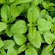 BIO Meduňka - Melissa officinalis - bio semena meduňky - 0,2 g