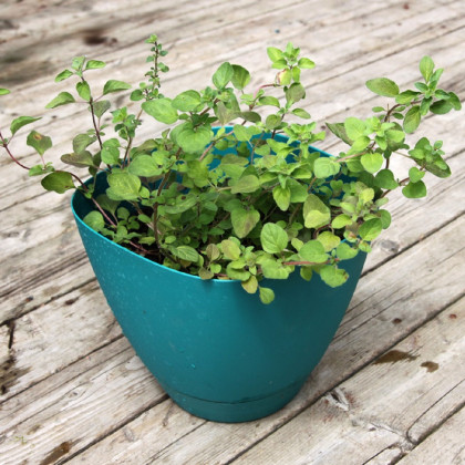 BIO Řecké oregano - Origanum hirtum - bio semena oregana - 0,03 g