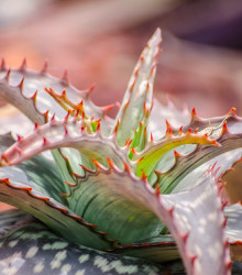 Aloe branddraaiensis - Aloe - semena - 6 ks