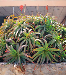 Aloe stromovitá - Aloe arborescens - semena - 6 ks