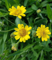 Prha léčivá - Arnica chamissonis - semena prhy - 13 ks