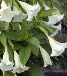 Brugmansie bílá - Andělská trubka - Brugmansia arborea - semena brugmansie - 10 ks