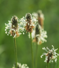 Jitrocel kopinatý - Plantago lanceolata - semena jitrocele - 0,2 g