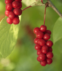 Schizandra čínská - Schisandra chinensis - semena schizandry - 6 ks