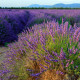 Levandule lékařská - Lavandula angustifolia - semena levandule - 130 ks