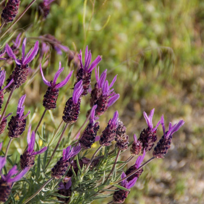 Levandule francouzská - Lavandula stoechas - semena levandule - 20 ks
