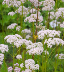 Kozlík lékařský - Valeriana officinalis - semena kozlíku - 150 ks