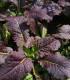 Hořčice červená Red - Brassica juncea - semena hořčice - 300 ks