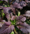 Hořčice červená Red - Brassica juncea - semena hořčice - 300 ks