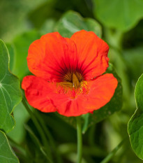 Nasturtium Modrý Pepe - Tropaeolum majus - semena lichořeřišnice - 15 ks