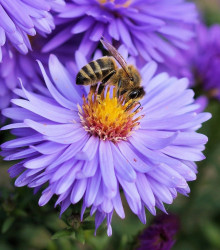 Medonosné květy pro včely - semena - 10 g
