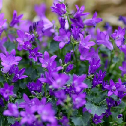 Lobelka nadmutá - Lobelia inflata - semena lobelky - 25 ks