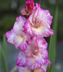 Gladiol My Love - Gladiolus - hlízy mečíku - 3 ks