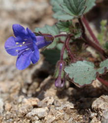 Svazenka modrá - Phacelia campanularia - semena svazenky - 0,7 g