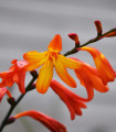 Montbrécie Meteor - Crocosmia - hlízy montbrécie - 4 ks