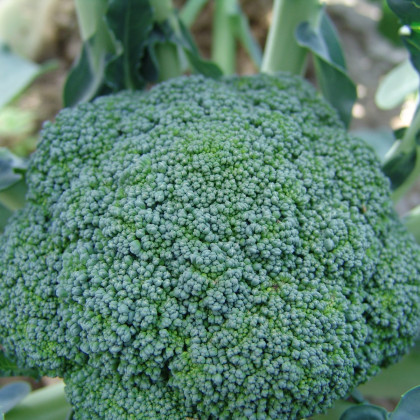 Brokolice Limba - Brassica oleracea L. - semena brokolice - 250 ks