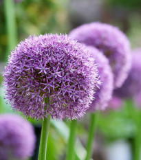 Česnek obrovský Giganteum - Allium giganteum - cibule okrasného česneku - 1 ks