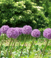 Česnek Globemaster - Allium - cibule okrasného česneku - 1 ks