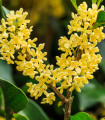 Olivovník libovonný - Osmanthus fragrans - semena olivovníku - 5 ks