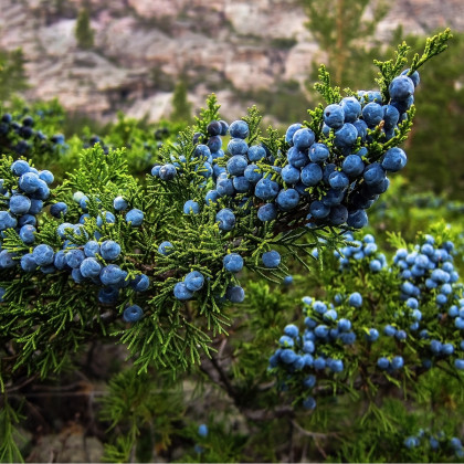 Jalovec ztepilý - Juniperus excelsa - semena - 5 ks
