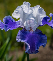 Kosatec Arpege - Iris germanica - cibuloviny - 1 ks