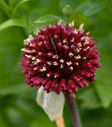 Česnek Red Mohican - Allium amethystinum - cibule okrasného česneku - 1 ks