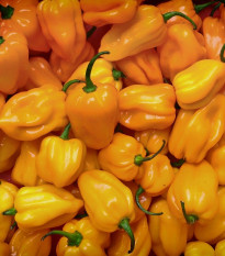 Chilli Trinidad Scorpion Moruga - Capsicum chinense - semena chilli - 5 ks