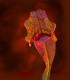 Špirlice nachová - Sarracenia purpurea - semena špirlice - 8 ks