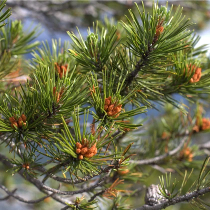 Borovice pokroucená - Pinus contorta - semena borovice - 7 ks