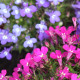 Lobelka převislá kaskádovitá - Lobelia erinus pendula - semena lobelky - 500 ks