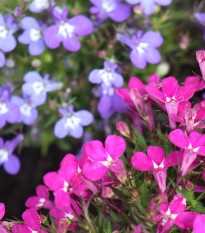 Lobelka převislá kaskádovitá - Lobelia erinus pendula - semena lobelky - 500 ks