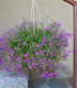 Lobelka nízká Riviera Lilac - Lobelia erinus - semena lobelky - 0,1 g