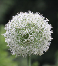 Česnek Mount Everest - Allium - cibule okrasného česneku - 1 ks