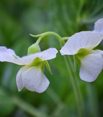 Hrachor vonný královský bílý - Lathyrus odoratus - semena hrachoru - 20 ks