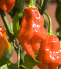 BIO Chilli Habanero oranžové - Capsicum chinense - bio semena chilli - 6 ks