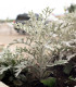 Zahradní sen v bílém - semena letniček - směs letniček - 0,9 g