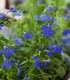 Zahradní sen v modrém - semena letniček - směs letniček - 0,9 g