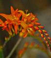 Montbrécie směs - Crocosmia - hlízy montbrécie - 12 ks