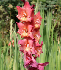 Gladiol Indian Summer - Gladiolus - hlízy mečíku - 3 ks