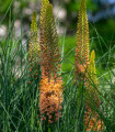 Liliochvostec Pinokkio - Eremurus – hlízy liliochvostce - 1 ks