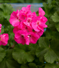 Muškát páskatý Nekita Deep Rose F1 - Pelargonium zonale - semena muškátu - 4 ks