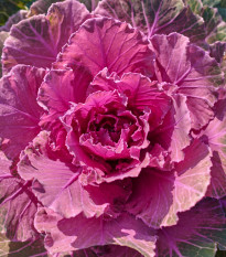 Okrasné zelí Pigeon Purple F1 - Brassica oleracea - semena okrasného zelí - 20 ks