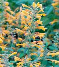 Agastache Apricot Sprite - Agastache aurantiaca - semena agastache - 20 ks