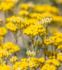 Smil Italský - Helichrysum italicum - semena smilu - 0,05 g