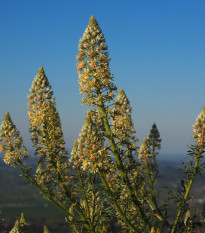 Rezeda vonná velkokvětá - Reseda odorata - semena rezedy - 350 ks