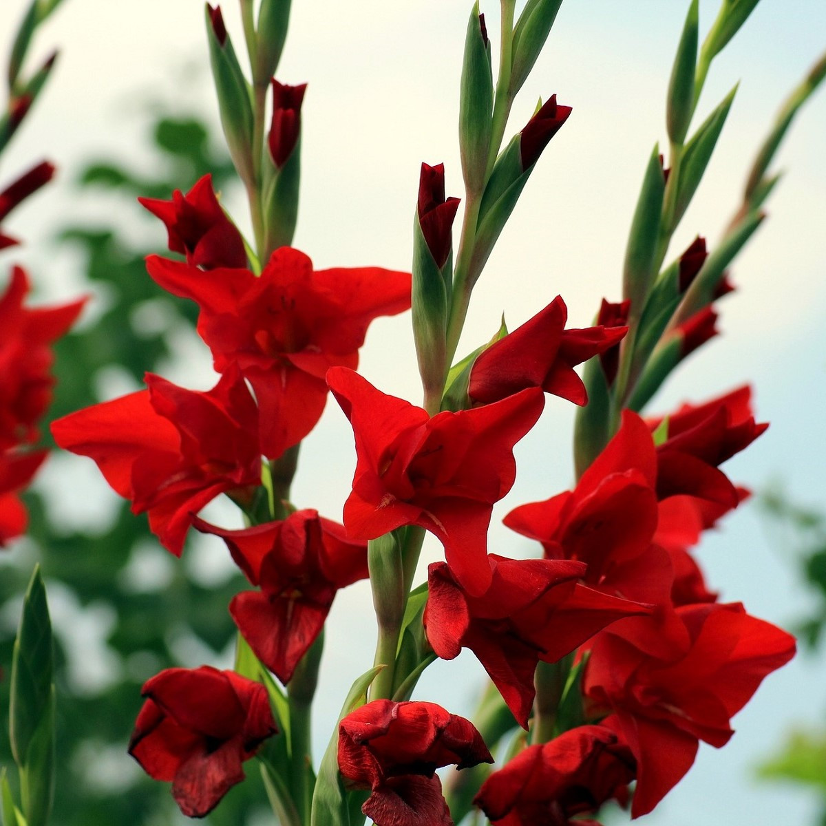 Gladiol Mirella červený - Gladiolus nanus - hlízy mečíku - 3 ks